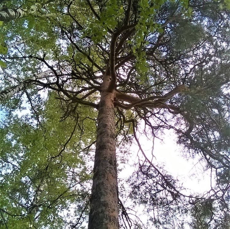 Puun oksat avautuvat, kun katsoo alhaalta ylös.