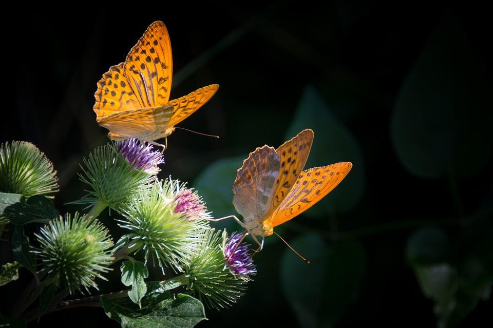 Kaksi oranssipohjaista ja rusketäplikästä perhosta ovat takiaisten kukkasilla.