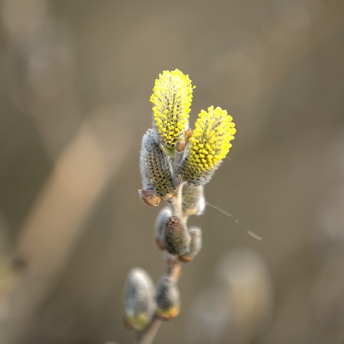 Pajunkissa keltaisena