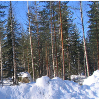 Miesten saunailta