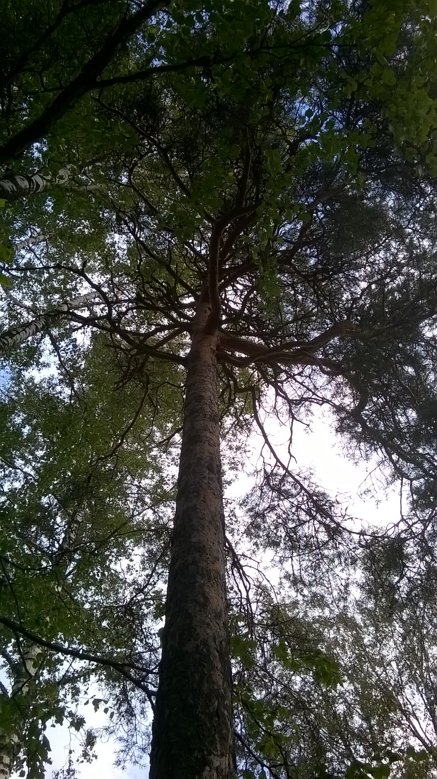 Ison puun latvaoksat näkyvät puun juurelta.