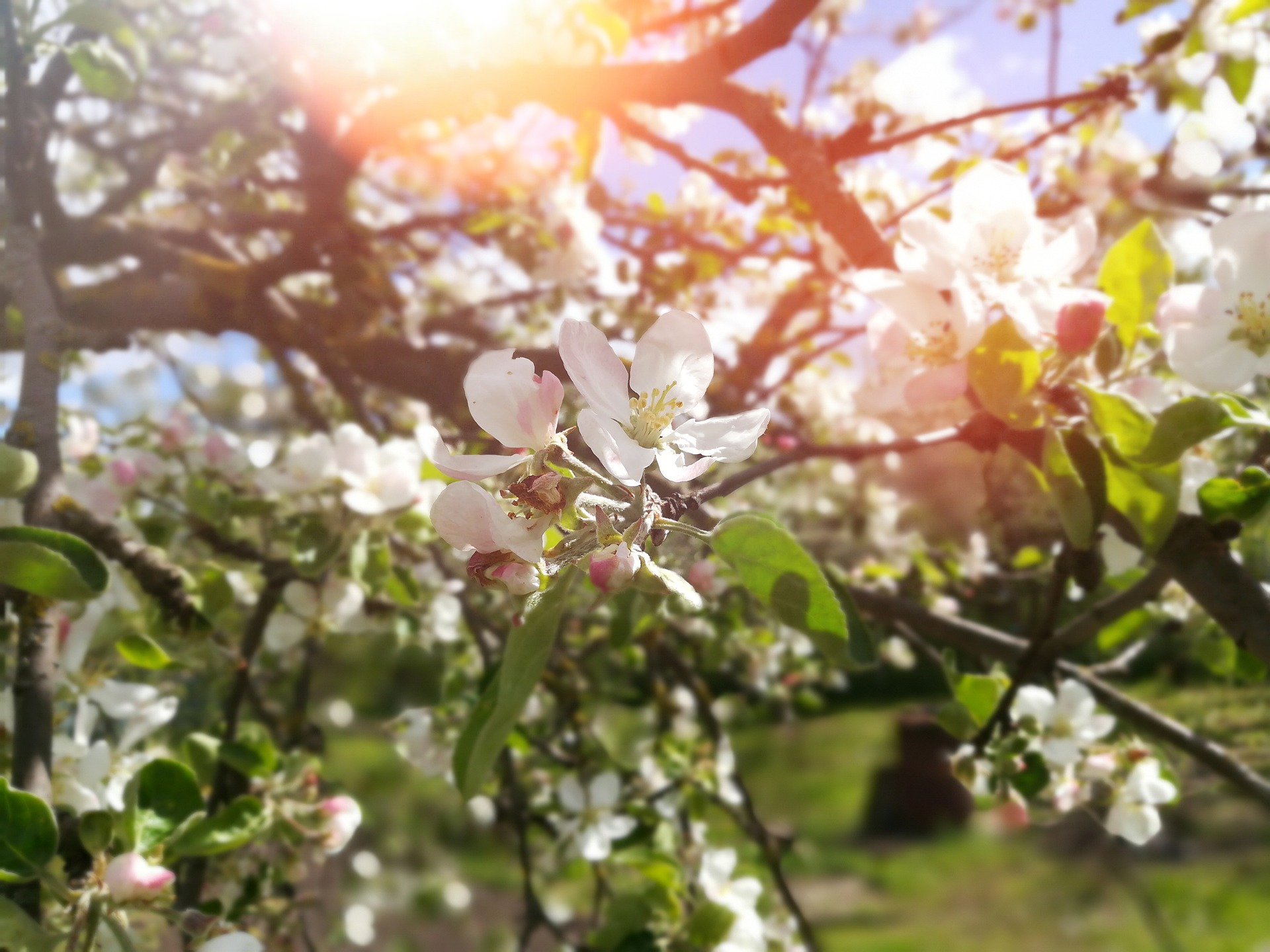 aurinko paistaa kukkivien omenapuunoksien lomasta