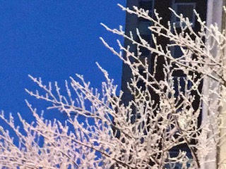 lumihuurteinen lehtipuu iltataivasta vasten.