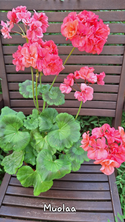 Pelargonia  'Muolaa'