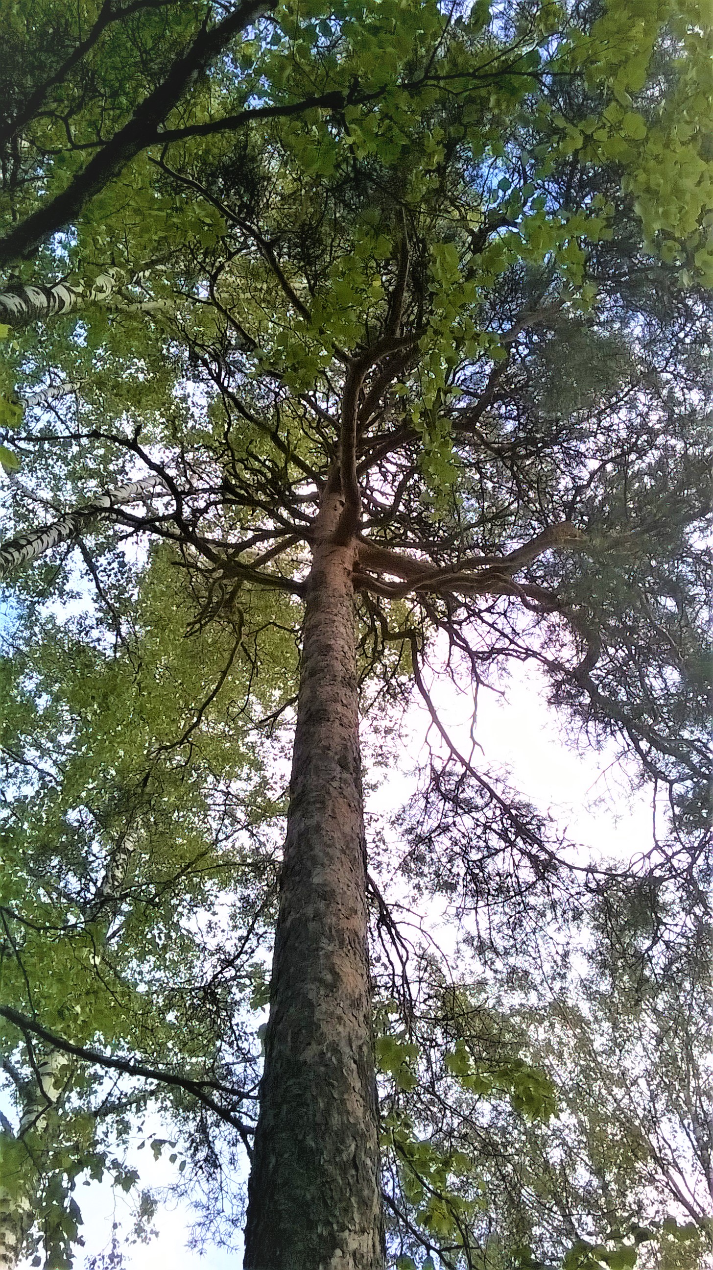 Hongan latvusto avautuu puun juurelta katsottuna.