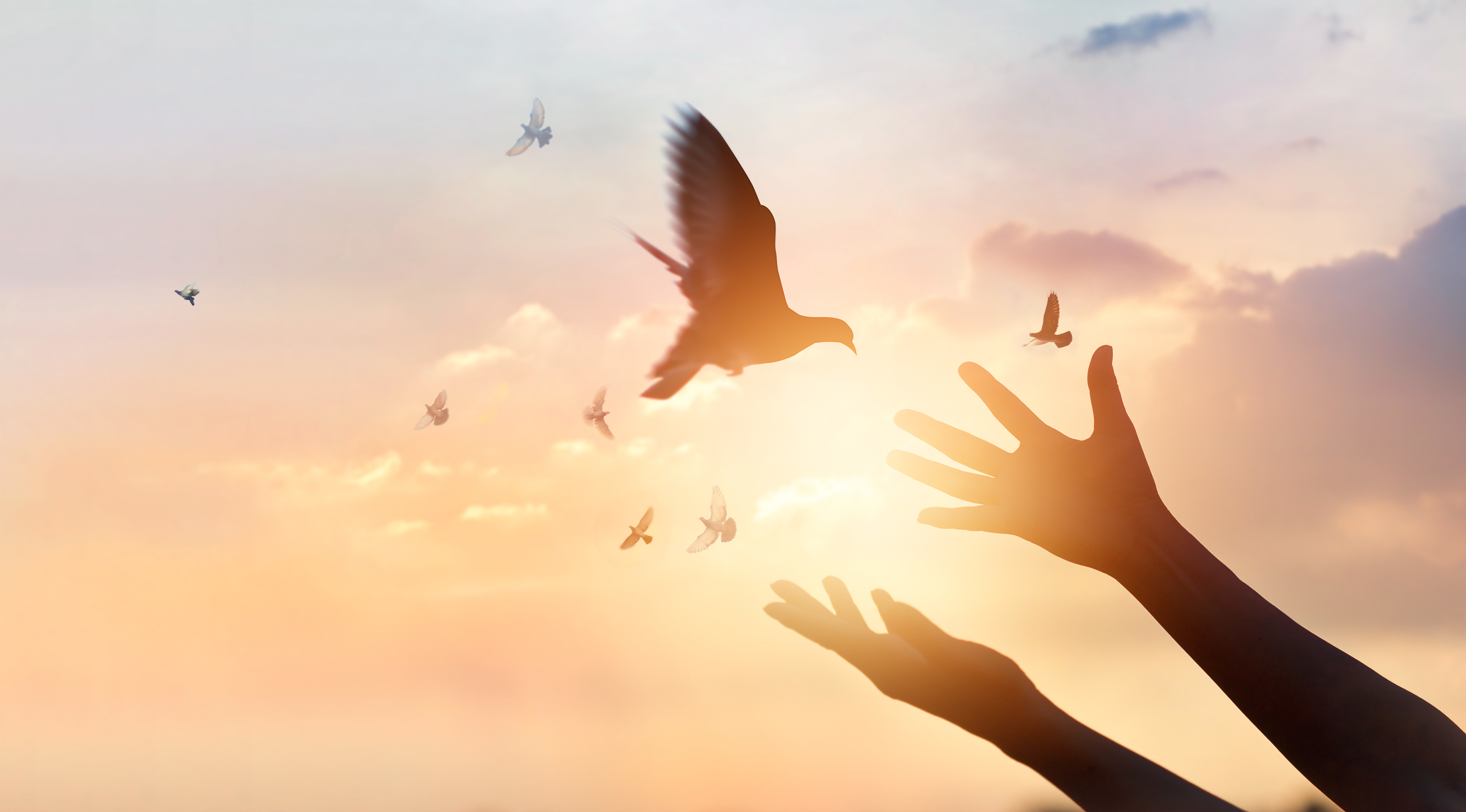 Kyyhkynen laskeutuu alas taivaalta ja henkilön kädet kurkottavat odottaen kohti lintua.