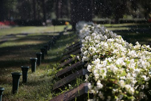 Läheltä kuvattu rivisankari hautoja, joiden takana valkoisia kukkia.