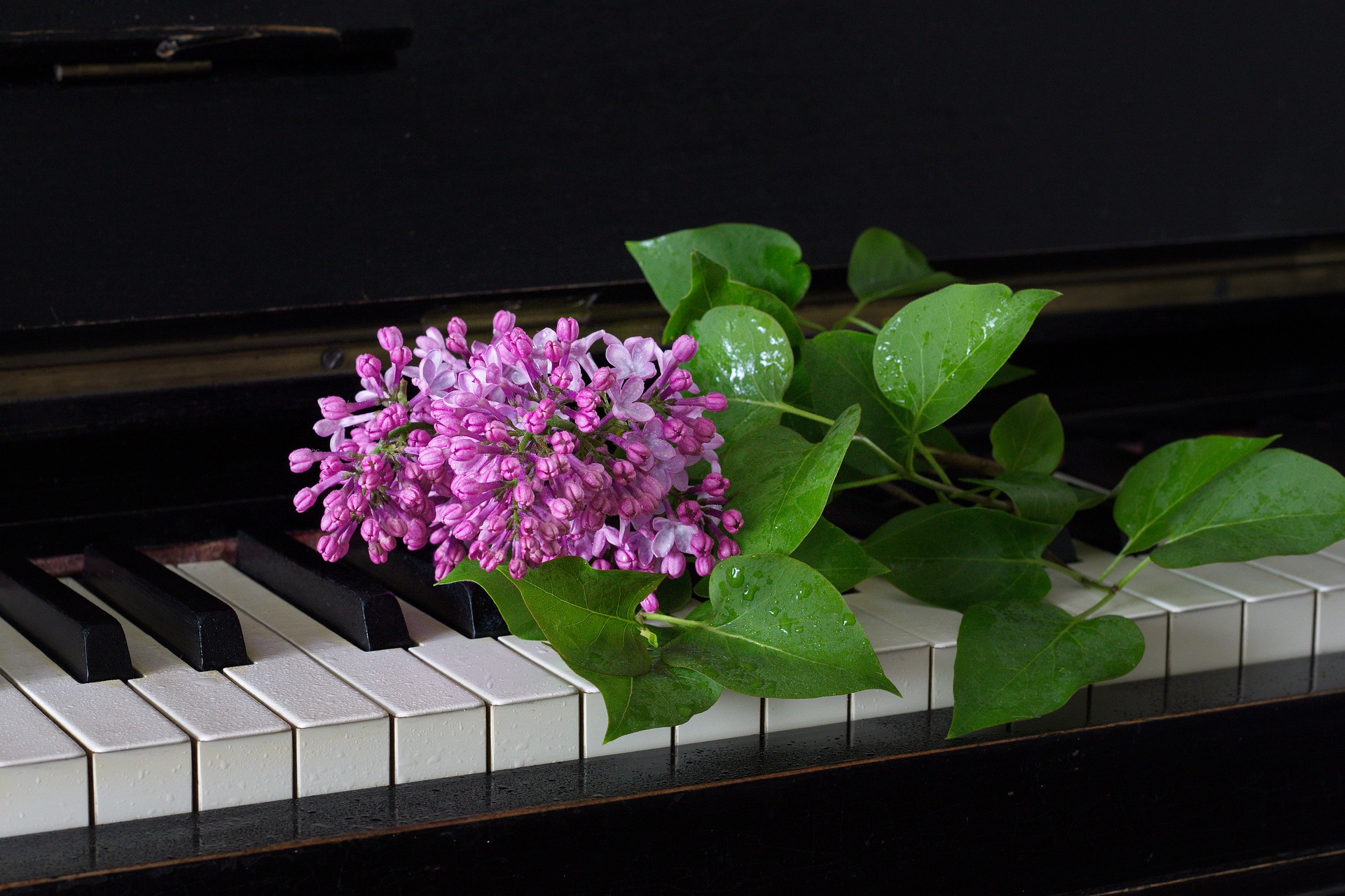 Vaaleanpunainen kukka pianon musta-valkoisten koskettimien päällä.