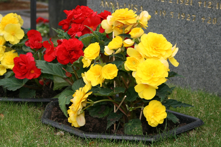 Keltaisia ja punaisia kukkia haudalla
